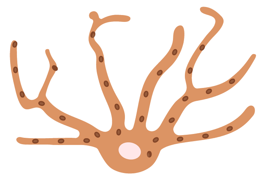 Illustration of melanocyte